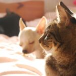 ペットと長く一緒にいたい方へ 〜 毎日のフードに霊芝をプラス 〜